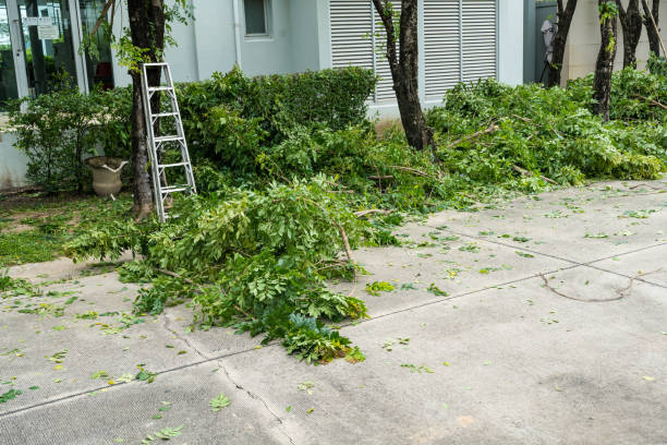 Reliable Marianna, FL Tree Service Solutions